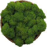 Kaveno Moss Preserved Green Moss