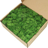 Kaveno Moss Preserved Green Moss