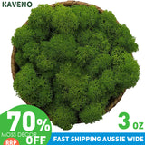 Kaveno Moss Preserved 3 OZ