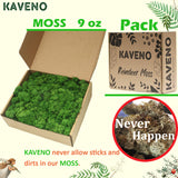 Kaveno Moss Preserved Green Moss