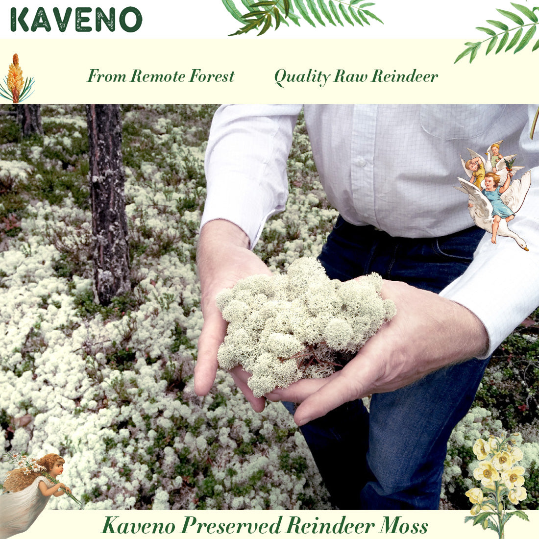 Kaveno Moss Preserved 3 OZ